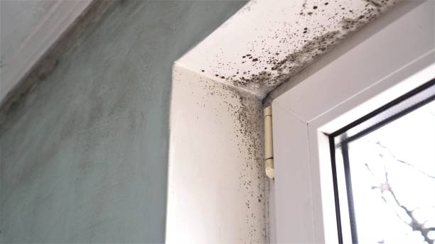 Best Mold Remediation for Healthcare Facilities  in Belpre, OH