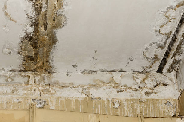 Best Water Damage & Mold Remediation  in Belpre, OH