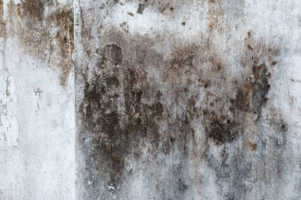 Best Basement Mold Removal  in Belpre, OH