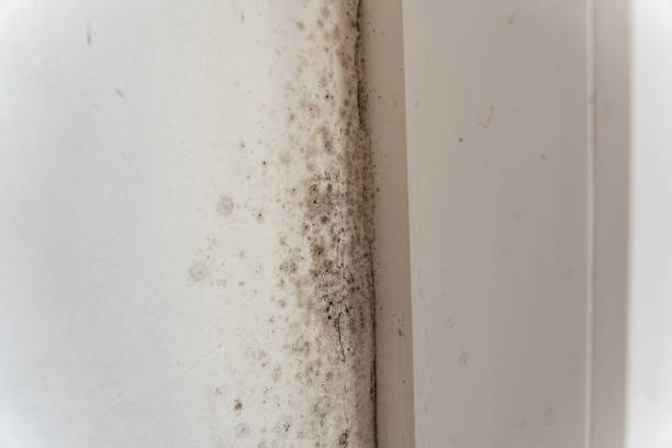 Best Air Quality Testing for Mold Spores  in Belpre, OH